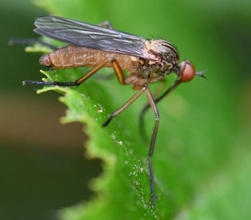 Empis livida